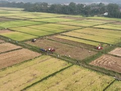 江西宜丰：晚稻开镰绘就丰收新画卷