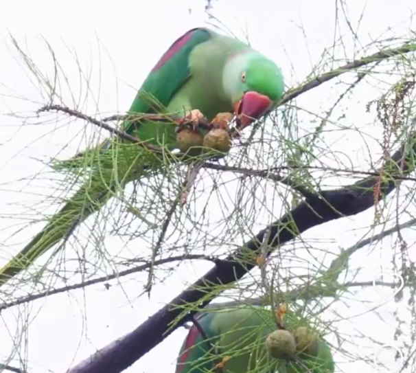 这届鸟太会了！每天“跨境打卡”，只为“北上”吃口深圳果子→