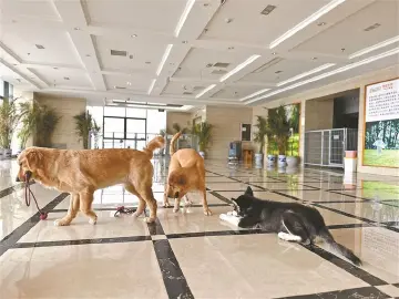 晶报特别报道 | 长假宠物寄养火爆，好一笔“它生意”！