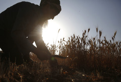 也门：收割小麦（2）