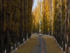 新疆新源县：野果林“鎏金”满径