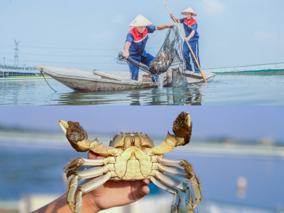 京东超级供应链助力香港佳宝，5000斤大闸蟹首航刷新直供纪录