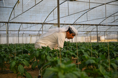 中国设备助力科威特沙漠农场主的绿色田园梦（1）