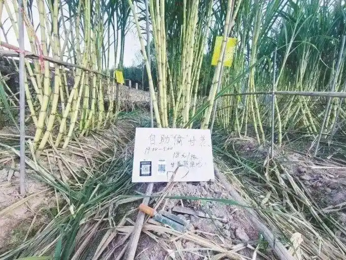 读特热评｜可“偷”甘蔗地：一场游戏一场丰收