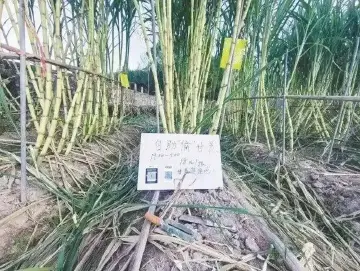 读特热评|可“偷”甘蔗地:一场游戏一场丰收