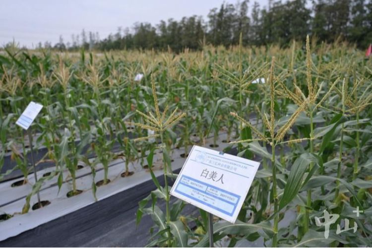 中山玉米研发育种试验田内超120个品种进入秋收尾声
