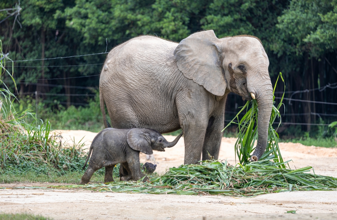 再添新成员!清远长隆非洲象宝宝迎来满月