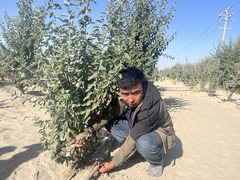 变沙为“金” “科技+产业”赋能塔克拉玛干沙漠治沙模式升级