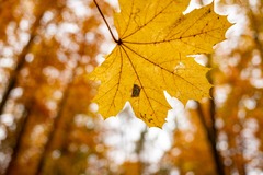 （外代二线）（6）欧洲秋日