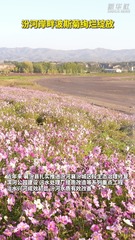 秀我中国｜汾河岸畔波斯菊绚烂绽放