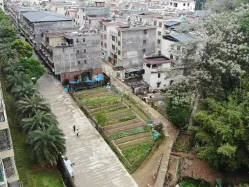 红棉杯风采丨龙岗金控：践行国企责任担当 绘就乡村振兴新画卷