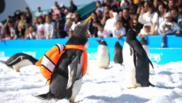 就在11月15日！最大规模“淘学企鹅”冰雪巡游将全城开启