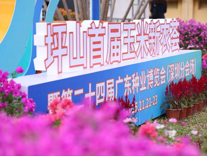 坪山玉米新农荟奏响丰收曲，“百千万工程”探索“农文旅+”新路径