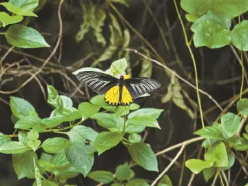 要论 | 每一只蝴蝶都是一份生态鉴定书