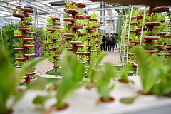 河北沧州：大运河堤顶路铺就美好生活新图景（10）