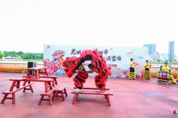 石围醒狮舞跻身光明区级非遗，传统狮艺绽放新活力