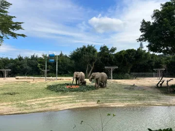 再添新成员！清远长隆非洲象宝宝迎来满月