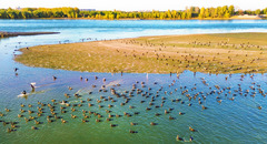 秋深景更艳（14）#