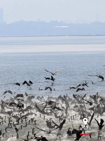 美丽深圳·每日一图｜2025年11月24日