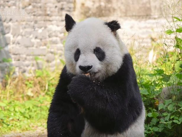 33岁高龄大熊猫“高高”离世，曾三次放归三次返回