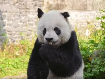 33岁高龄大熊猫“高高”离世，曾三次放归三次返回