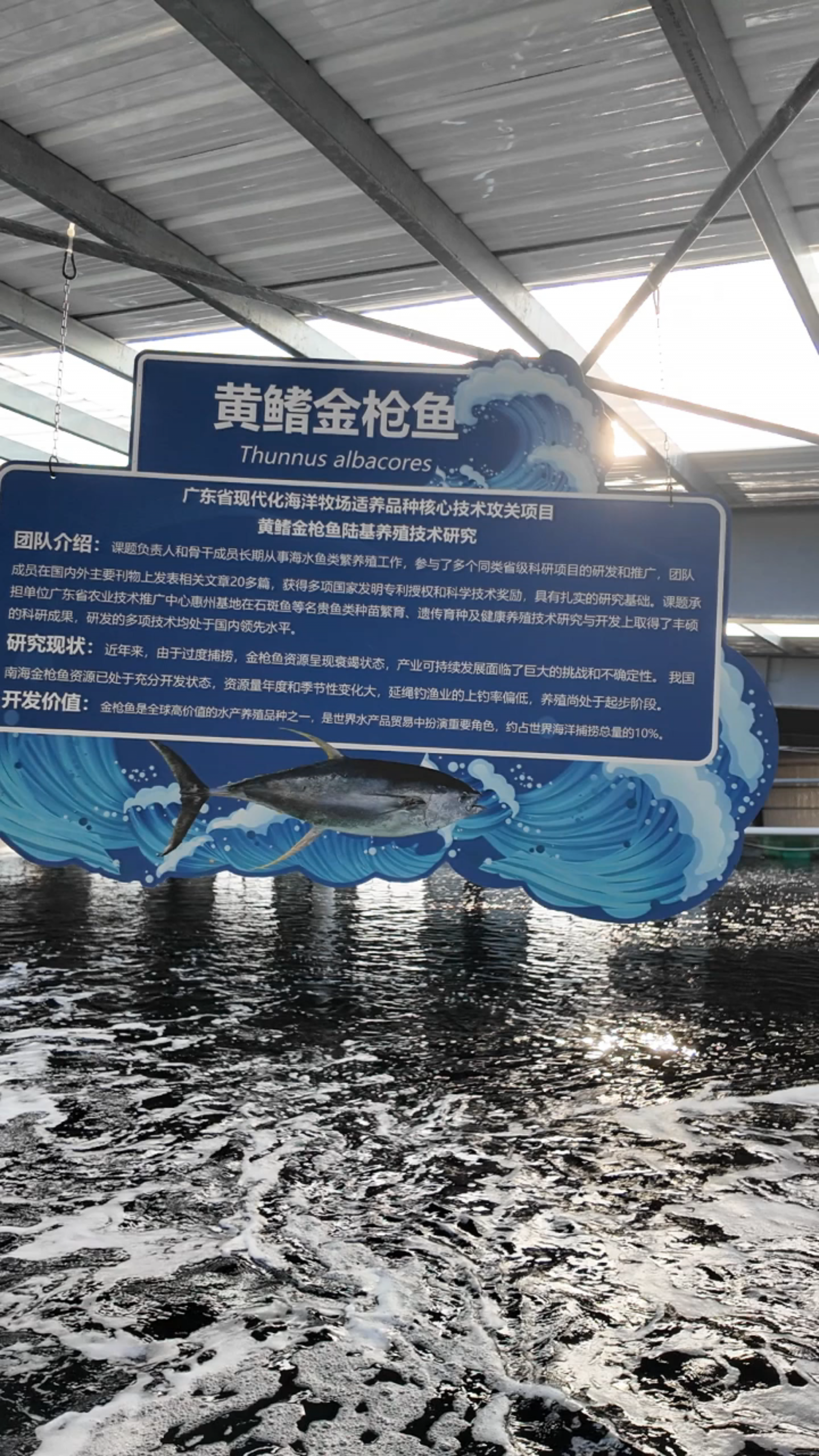 “鱼”跃龙门！金枪鱼上岸记 