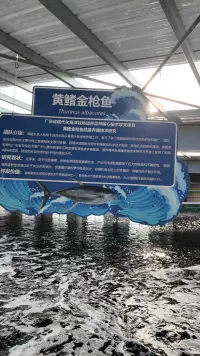 “鱼”跃龙门！金枪鱼上岸记 