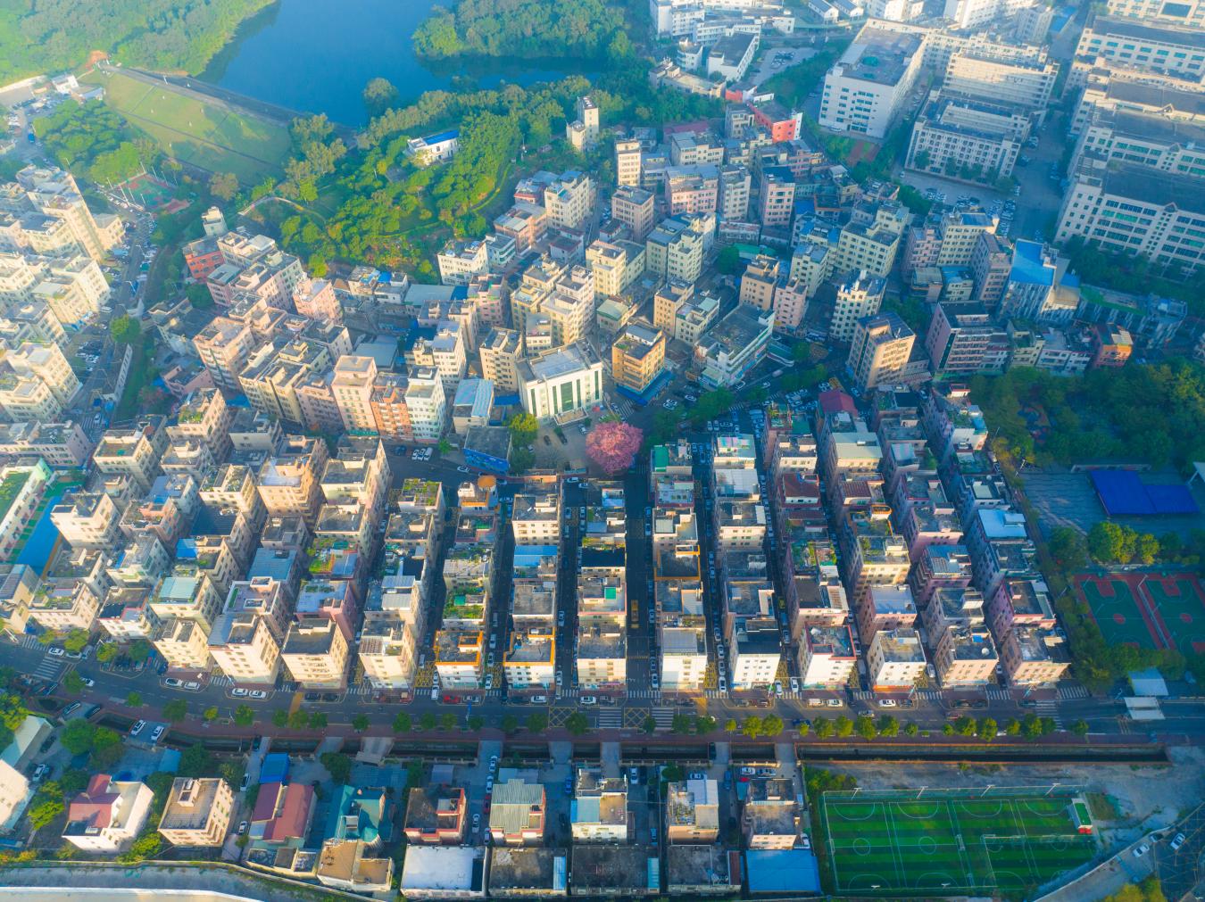 “村花”粉绘幸福卷！平湖上木古社区“三生共融”2.0与异木棉的美好邂逅