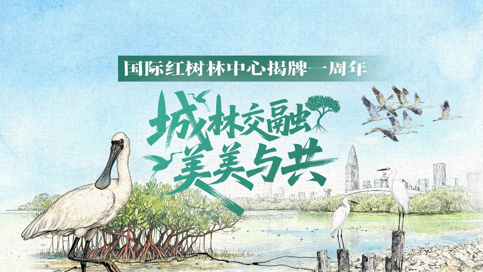 深圳红树林，有多少宝贝？跟着这幅会呼吸的生态长卷来寻宝吧