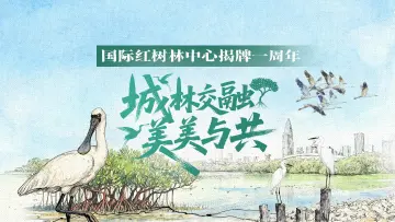 深圳红树林，有多少宝贝？跟着这幅会呼吸的生态长卷来寻宝吧