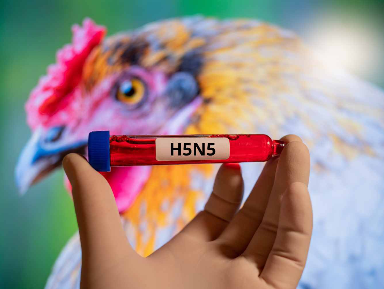 美国报告H5N5型禽流感致人死亡病例，据信为全球首例 