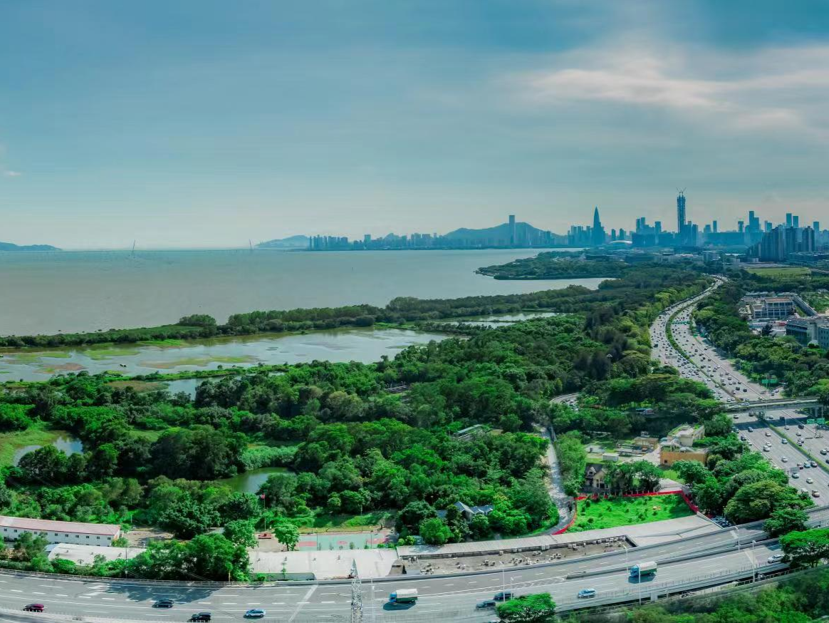 深圳拟设11月5日为红树林湿地保护日,构建全链条保护体系