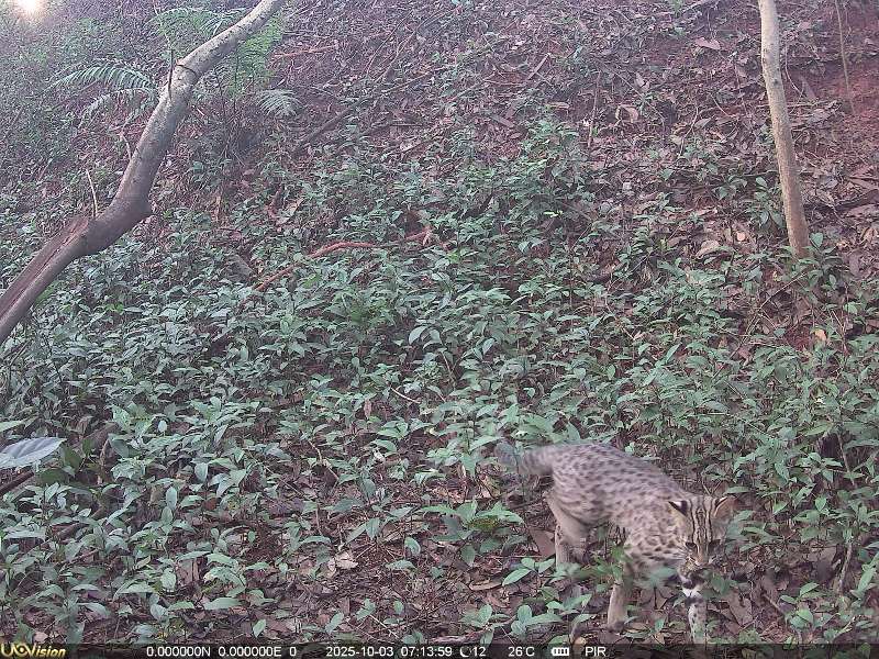 港中大（深圳）团队在大运公园首次拍到豹猫身影