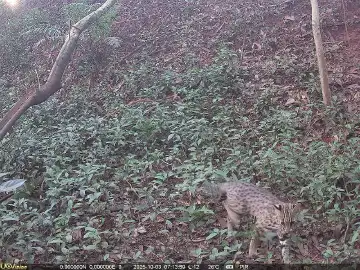港中大（深圳）团队在大运公园首次拍到豹猫身影