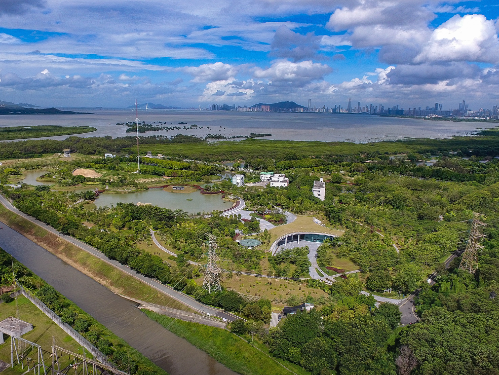 琵鹭归来，邀您同行！福田红树林生态公园10岁啦