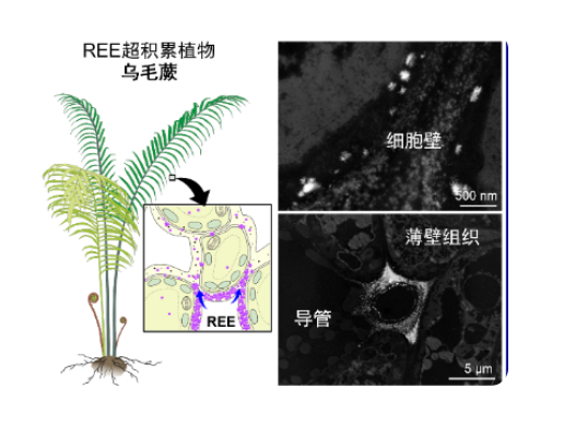 我国稀土开采有新进展！科学家首次在蕨类中发现稀土成矿现象