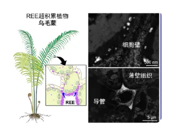 我国稀土开采有新进展！科学家首次在蕨类中发现稀土成矿现象