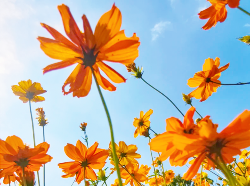 深圳秋日限定！闯入莫奈笔下的调色盘，这些神仙花海藏不住了！