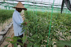 中国技术助力文莱农业生产（5）