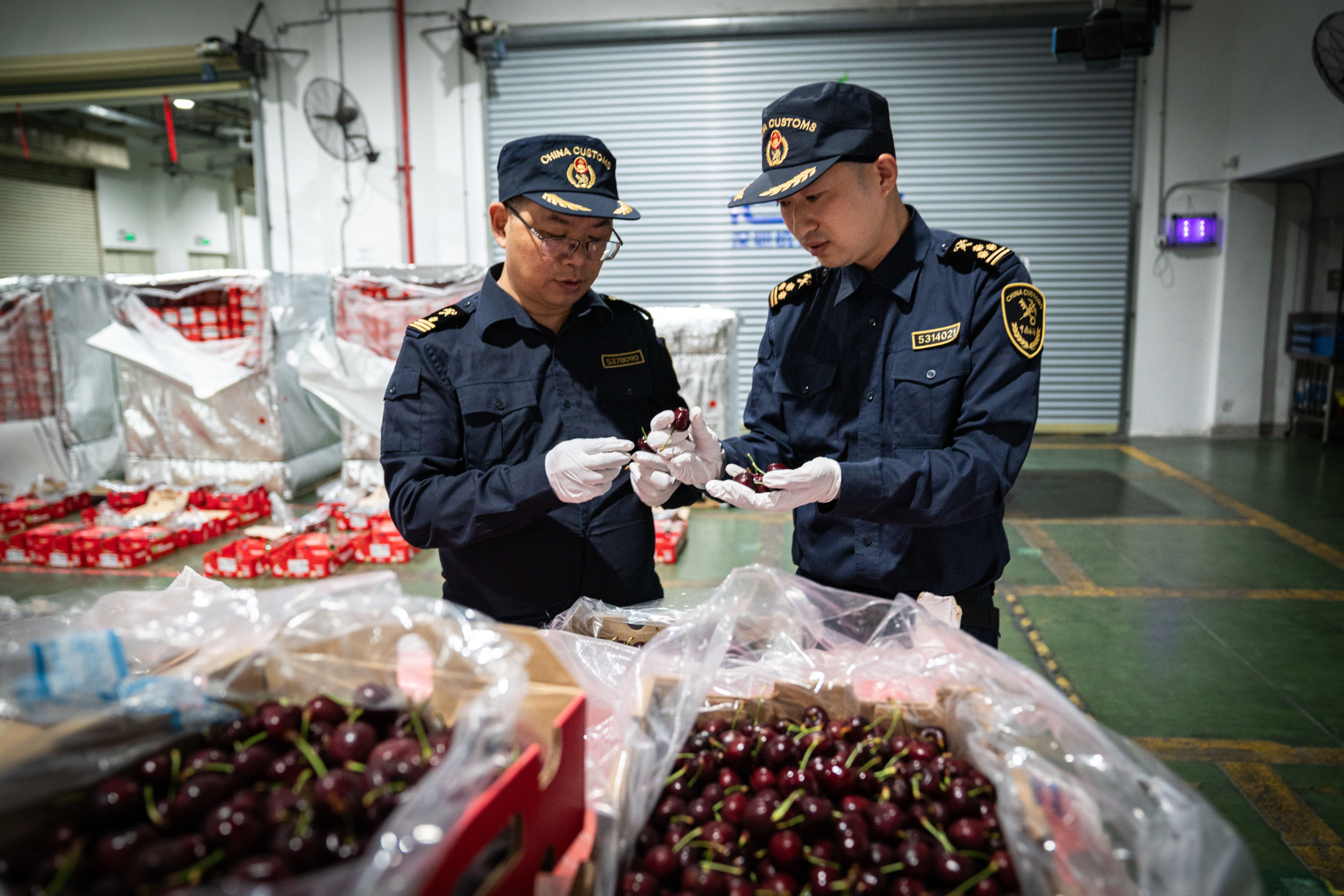 93.8吨智利车厘子“甜蜜”抵深 深圳海关高效服务保障抢“鲜”上市