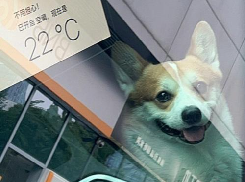 宠域talk|“携宠出行”持续升温,宠物友好汽车成智能车新竞争力