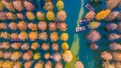 畅游多彩水杉林