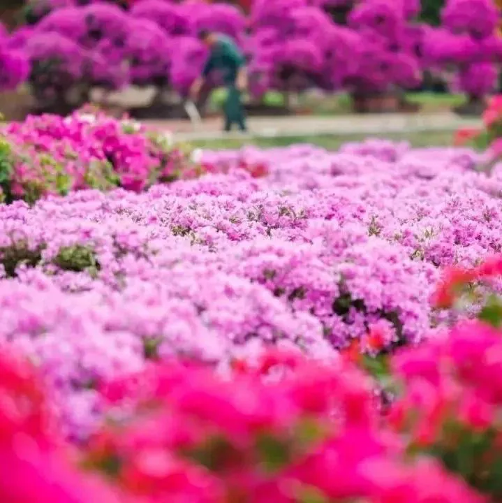 花海咖啡音乐节，今天通通满足你！