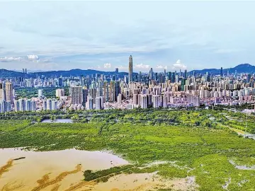 国际红树林之夜今日启幕