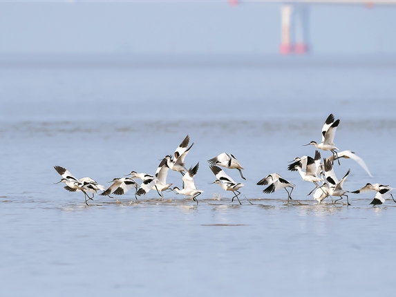 “候鸟天团”回归！@深圳人，快来解锁官方认证“鸟类观察家”