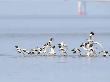 “候鸟天团”回归!@深圳人,快来解锁官方认证“鸟类观察家”