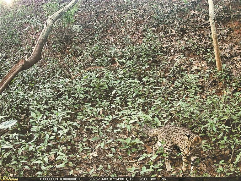 深圳生态环境保护再添“加分项”！龙岗大运公园发现豹猫身影