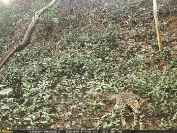 深圳生态环境保护再添“加分项”!龙岗大运公园发现豹猫身影