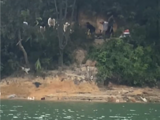 广东清远一水库有人放生上千只猫咪？当地通报