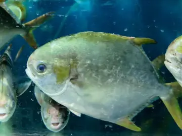 “买鱼也能闭眼入！” “湾区认证”鲜活水产来深圳了